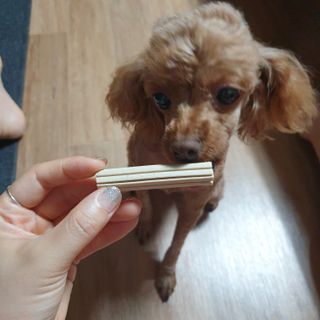 페페로니 클린플러스 덴탈오리껌 10g x 14p — 4.5점을 준 리뷰어가 2021년 7월 올린 사용 사진
