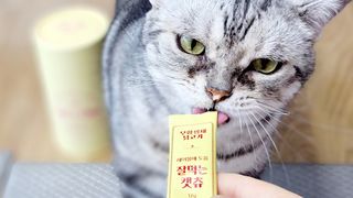 페페로니 잘 먹는 캣츄 - 무항생제 닭고기 12개 + 알래스카 연어 12개 — 5점을 준 리뷰어가 2021년 7월 올린 사용 사진