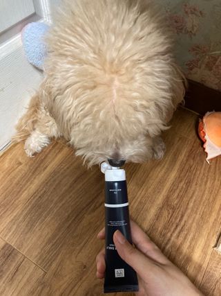 코코몰리 오랄케어 데일리 맛있게 건강한 반려동물 안심치약 — 5점을 준 리뷰어가 2021년 3월 올린 사용 사진