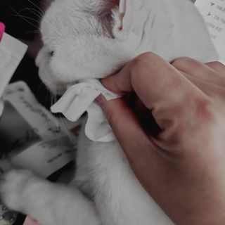 whol 키토클린 200ml - 항균항바이러스 강아지 눈 코 입 귀 세정탈취 고양이 턱드름제거 무향 워터리스 대용량 — 5점을 준 리뷰어가 2022년 10월 올린 사용 사진