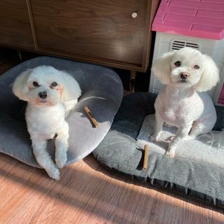 My Pet Care 천연단백질 치아건강에 개좋아 — 5점을 준 리뷰어가 2021년 2월 올린 사용 사진