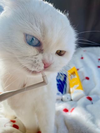 화이집사님이 올린 리뷰 사진 2