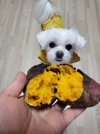 해뜨온 거산 노랑밤고구마 (3,4,5,10 kg) 한입 — 5점을 준 리뷰어가 2021년 10월 올린 사용 사진