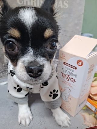 My Pet Care 모발과 모질 피부건강에 개좋아 — 5점을 준 리뷰어가 2021년 3월 올린 사용 사진