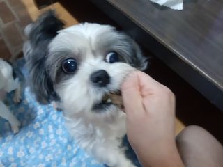 My Pet Care 천연단백질 치아건강에 개좋아 — 5점을 준 리뷰어가 2021년 2월 올린 사용 사진