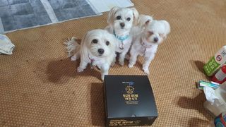 [세싹보울] 세균 싹~ 사라지는 셀앤핏 펫 항균동 애견식기 — 3.5점을 준 리뷰어가 2021년 6월 올린 사용 사진