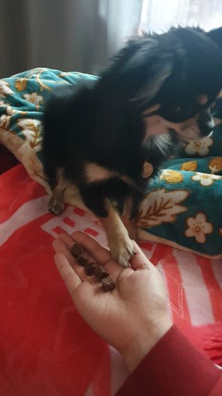 My Pet Care 천연단백질 눈건강에 개좋아 — 4점을 준 리뷰어가 2020년 12월 올린 사용 사진