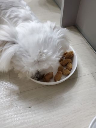 [보장균수500만] 건강한장 프로젝트 강아지사료 보스독 프로바이오틱스 340.19g 2종 — 5점을 준 리뷰어가 2021년 2월 올린 사용 사진