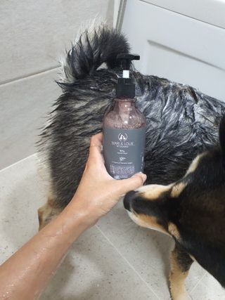 마리앤루이펫샴푸 [mari and louie pet shampoo] — 5점을 준 리뷰어가 2021년 6월 올린 사용 사진
