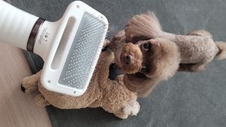 아베크 펫 강아지 고양이 애견 에어 브러쉬 드라이기 올인원 — 5점을 준 리뷰어가 2021년 7월 올린 사용 사진