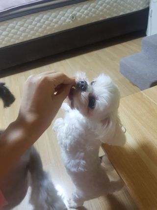 My Pet Care 천연단백질 치아건강에 개좋아 — 5점을 준 리뷰어가 2021년 2월 올린 사용 사진