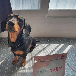 My Pet Care 천연단백질 관절건강에 개좋아 — 5점을 준 리뷰어가 2021년 2월 올린 사용 사진
