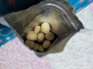 도이퉁 마카다미아 넛 90g  로얄 마카넛 오리지널 쏠트 허니 — 4점을 준 리뷰어가 2021년 2월 올린 사용 사진