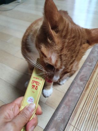 페페로니 잘 먹는 캣츄 - 무항생제 닭고기 24개입 — 5점을 준 리뷰어가 2021년 7월 올린 사용 사진