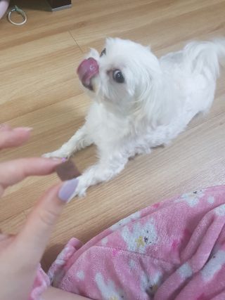 My Pet Care 천연단백질 눈건강에 개좋아 — 5점을 준 리뷰어가 2021년 4월 올린 사용 사진
