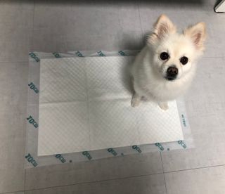아베크 펫 와이드 프리미엄 중형 애견 강아지 배변 패드 54매 1팩 45g — 5점을 준 리뷰어가 2021년 7월 올린 사용 사진