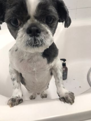 마리앤루이펫샴푸 [mari and louie pet shampoo] — 5점을 준 리뷰어가 2021년 5월 올린 사용 사진
