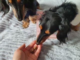 My Pet Care 천연단백질 관절건강에 개좋아 — 4.5점을 준 리뷰어가 2021년 3월 올린 사용 사진