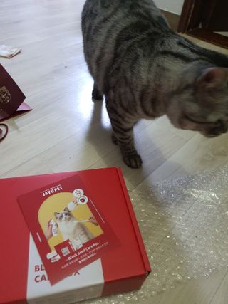 [자유펫] 고양이 턱드름 여드름 예방 및 제거 세트, 블랙씨드케어박스 — 3.5점을 준 리뷰어가 2021년 10월 올린 사용 사진