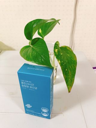 클린24시간 슬림앤유산균 1박스 (3.5g X 15포) — 5점을 준 리뷰어가 2022년 10월 올린 사용 사진