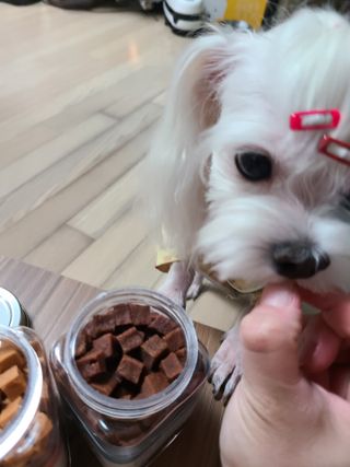 페페로니 진짜 오메가3 연어+소고기 180g+180g — 5점을 준 리뷰어가 2021년 7월 올린 사용 사진