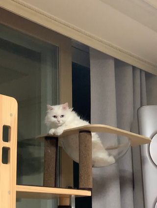 [아이스칩스] 무설탕 비건 자일리톨 캔디 7종 2개기준 — 5점을 준 리뷰어가 2021년 7월 올린 사용 사진