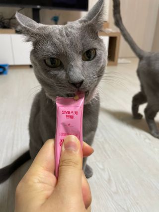 페페로니 잘 먹는 캣츄 - 알래스카 연어 24개입 — 5점을 준 리뷰어가 2021년 7월 올린 사용 사진