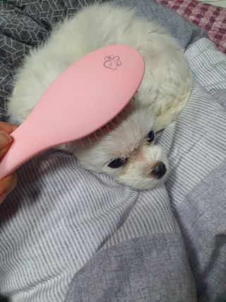 아이캔디 레인보우 볼륨S  브러쉬 for PET 미디엄 — 5점을 준 리뷰어가 2020년 12월 올린 사용 사진