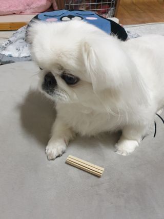페페로니 클린플러스 덴탈오리껌 10g x 14p — 5점을 준 리뷰어가 2021년 7월 올린 사용 사진