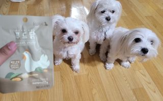 도그퓨어 푸드닭 강아지 닭고기 통살 애견간식 오리지널/차전자피/초록입홍합 — 4점을 준 리뷰어가 2021년 11월 올린 사용 사진