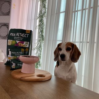 [푸디웜] 라포그  리얼인섹트 웨이트밸런스 저알러지 강아지 사료  1.2KG — 5점을 준 리뷰어가 2022년 7월 올린 사용 사진