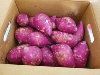 해뜨온 거산 노랑밤고구마 (3,4,5,10 kg) 한입 — 5점을 준 리뷰어가 2021년 10월 올린 사용 사진