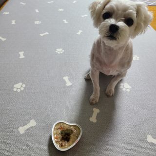 비타크래프트 조에시 하트캔 85g 강아지 습식캔 10캔 — 5점을 준 리뷰어가 2021년 10월 올린 사용 사진
