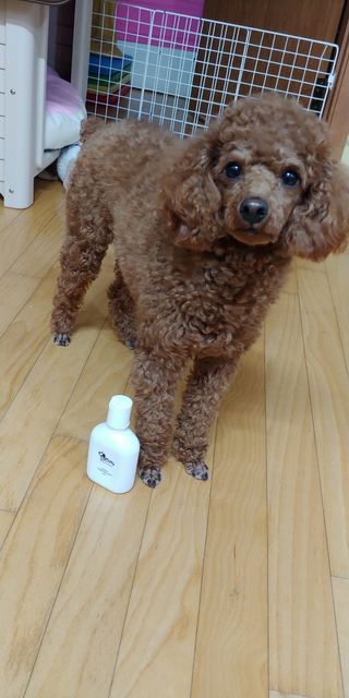 보습 촉촉 린스가 필요 없는 코코몰리 올인원 자연 유래 샴푸 130ml — 5점을 준 리뷰어가 2021년 1월 올린 사용 사진