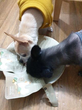 도그퓨어 푸드닭 강아지 닭고기 통살 애견간식 오리지널/차전자피/초록입홍합 — 4.5점을 준 리뷰어가 2021년 11월 올린 사용 사진