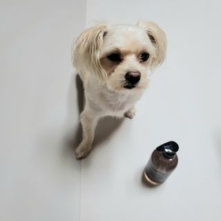 마리앤루이펫샴푸 [mari and louie pet shampoo] — 5점을 준 리뷰어가 2021년 6월 올린 사용 사진