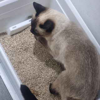 브라우니모래 [브라우니] 고양이 카사바모래 브라우니 천연 응고형 모래  6Lx2개 — 5점을 준 리뷰어가 2023년 11월 올린 사용 사진