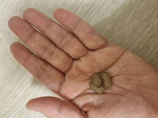 슬림플래닛 녹차카테킨 500mg 애프터밀 — 5점을 준 리뷰어가 2021년 10월 올린 사용 사진