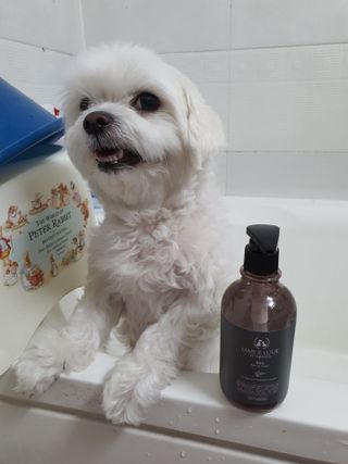 마리앤루이펫샴푸 [mari and louie pet shampoo] — 5점을 준 리뷰어가 2021년 5월 올린 사용 사진