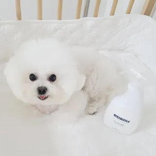 삼숑이맘님이 올린 리뷰 사진 1
