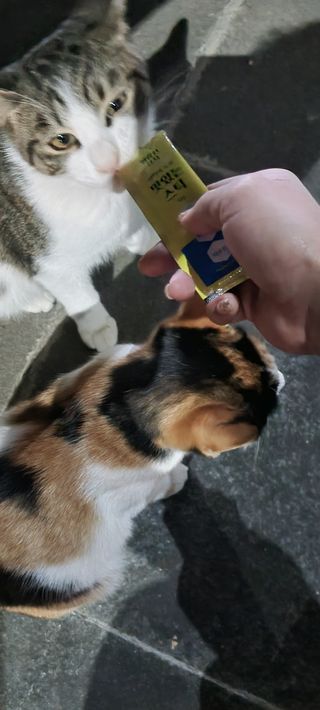 진쓰님이 올린 리뷰 사진 4