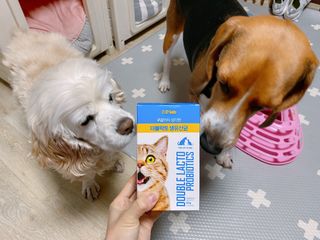 씨디랩 장 건강과 구강 건강을 한 번에 더블락토 강아지 고양이 유산균 — 5점을 준 리뷰어가 2021년 1월 올린 사용 사진
