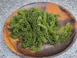 [피터씨마켓] 바다포도 100g(20g x 5봉) 우미부도 그린캐비어 ASMR 소분포장 — 4.5점을 준 리뷰어가 2024년 8월 올린 사용 사진