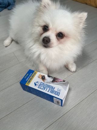 씨디랩 구강에서 장까지 한 번에 관리하는 더블락토 강아지 고양이 유산균 — 4.5점을 준 리뷰어가 2021년 6월 올린 사용 사진