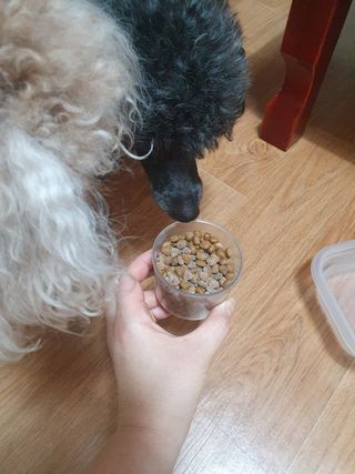 My Pet Care 모발과 모질 피부건강에 개좋아 — 4점을 준 리뷰어가 2021년 2월 올린 사용 사진