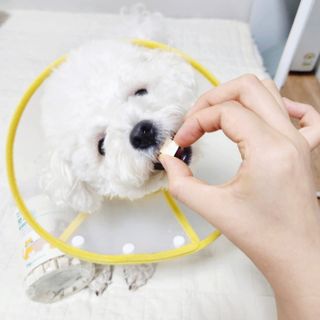 [펫시밀] 원물그대로 영양듬뿍 진공동결건조 북어트릿75g,치킨트릿100g,연어트릿75g 강아지 고양이 간식 — 5점을 준 리뷰어가 2023년 6월 올린 사용 사진