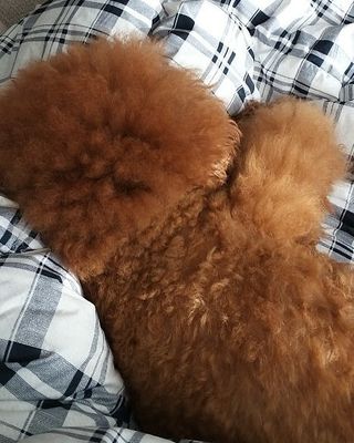 [풀무원아미오] 건강담은식단 1kg 3종 — 5점을 준 리뷰어가 2021년 2월 올린 사용 사진