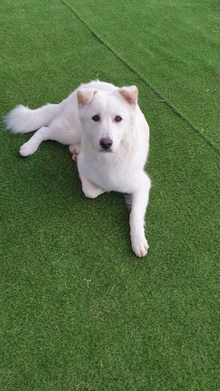 아베크 펫 강아지 고양이 애견 에어 브러쉬 드라이기 올인원 — 4점을 준 리뷰어가 2021년 7월 올린 사용 사진