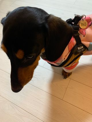 컴바이유 써지컬 각인 키링 [반려동물 인식표, 커플 키링, 가족 키링] — 3점을 준 리뷰어가 2022년 3월 올린 사용 사진