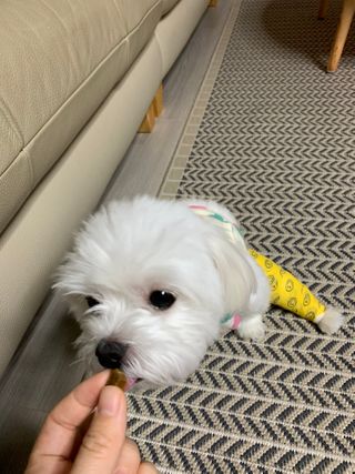 My Pet Care 천연단백질 관절건강에 개좋아 — 4점을 준 리뷰어가 2021년 1월 올린 사용 사진